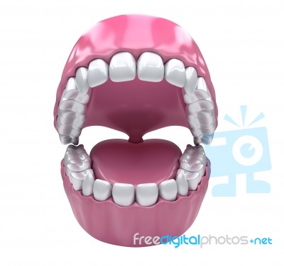 Permanent Teeth, Adult Dentition Stock Image