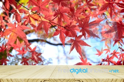 Perspective Wood Counter With Japanese Maple Tree Garden In Autumn, Stock Photo