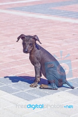 Peruvian Hairless Dog Stock Photo