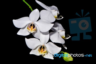 Phalaenopsis Amabilis Stock Photo