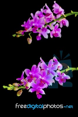 Phalaenopsis Hybird Stock Photo