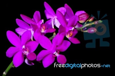 Phalaenopsis Hybrid Stock Photo