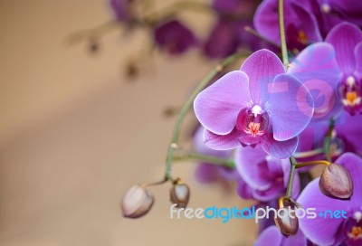 Phalaenopsis Orchid Flower Stock Photo
