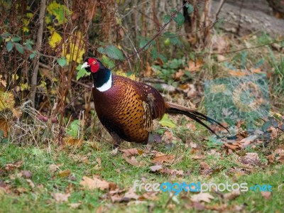 Pheasant Enjoying The Sunshine At Warnham Nature Reserve Stock Photo