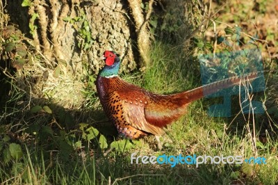 Pheasant In Glade Stock Photo