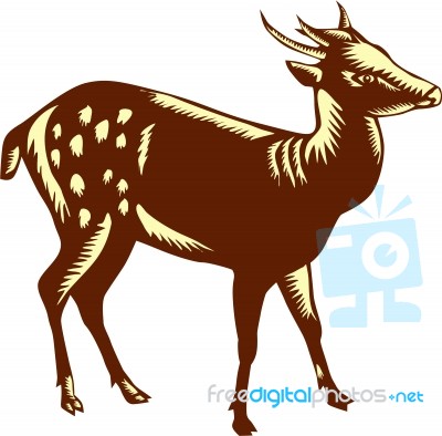 Philippine Spotted Deer Woodcut Stock Image