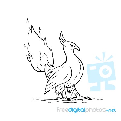 Phoenix Burning Tail Drawing Stock Image