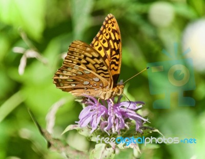 Photo Of A Beautiful Butterfly Sitting On Flowers Stock Photo