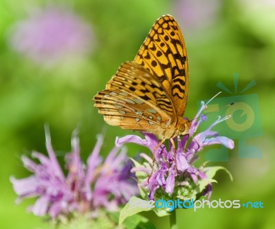 Photo Of A Beautiful Butterfly Sitting On Flowers Stock Photo