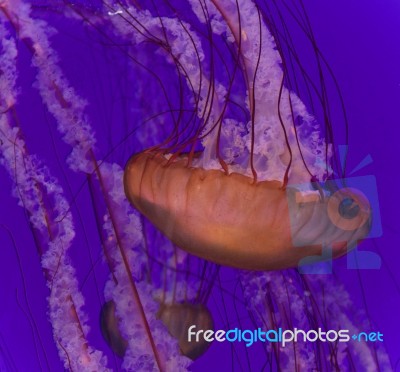 Photo Of A Beautiful Deadly Jellyfish Swimming Stock Photo