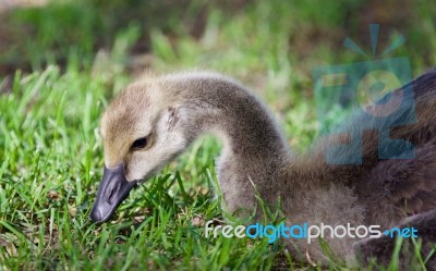 Photo Of A Cute Chick Of Canada Geese Eating Grass Stock Photo