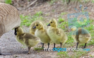 Photo Of A Family Of Canada Geese Staying Stock Photo