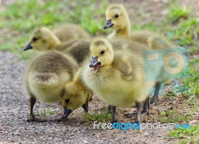 Photo Of A Family Of Canada Geese Staying Stock Photo