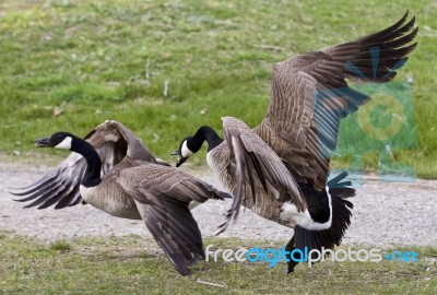 Photo Of A Fight Between Two Canada Geese Stock Photo