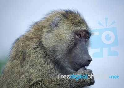 Photo Of A Funny Baboon Looking Aside In A Field Stock Photo