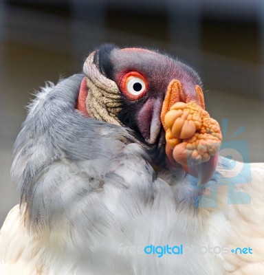 Photo Of A Funny Vivid King Vulture Looking Aside Stock Photo