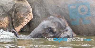 Photo Of A Funny Young Elephant Swimming In A Lake Stock Photo