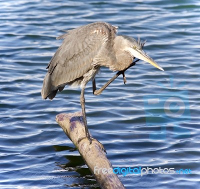 Photo Of A Great Blue Heron Cleaning Feathers Stock Photo