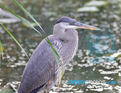 Photo Of A Great Blue Heron Standing In The Mud Stock Photo