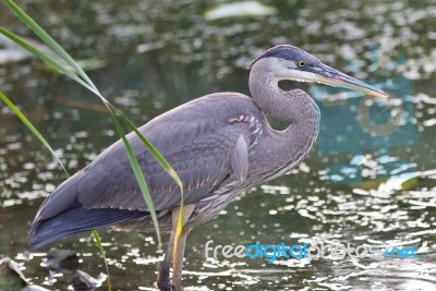 Photo Of A Great Blue Heron Standing In The Mud Stock Photo