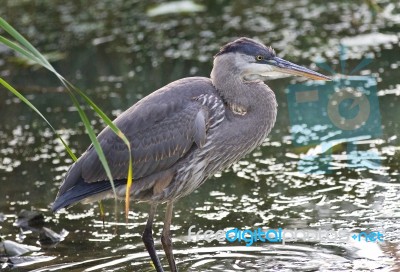 Photo Of A Great Blue Heron Standing In The Mud Stock Photo