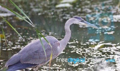Photo Of A Great Blue Heron Watching Somewhere Stock Photo
