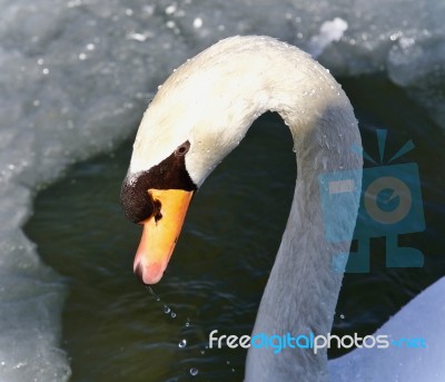 Photo Of A Mute Swan Drinking Water From Icy Lake Stock Photo