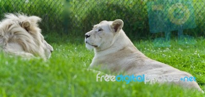 Photo Of A Pair Of White Lions Laying Together Stock Photo