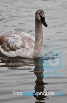 Photo Of A Trumpeter Swan Swimming In Lake Stock Photo