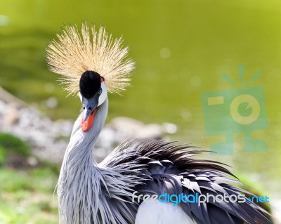 Photo Of An East African Crowned Crane Near A Lake Stock Photo