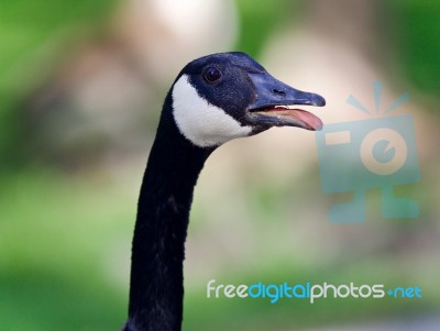 Photo Of An Emotional Canada Goose Screaming Stock Photo