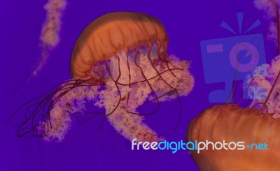 Photo Of Two Beautiful Deadly Jellyfishes Swimming Stock Photo