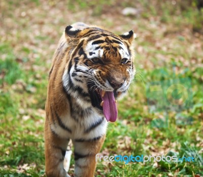 Photograph Of A Roaring Siberian Tiger Stock Photo