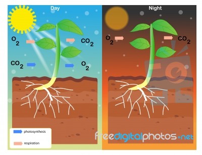 Photosynthesis And Respiration Stock Image