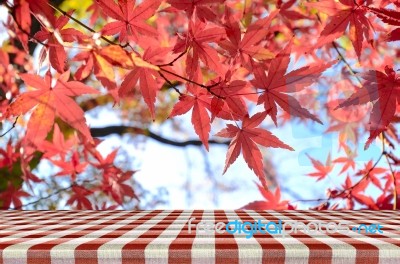 Picnic Table With Jananese Maple Tree Garden In Autumn Stock Photo