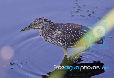 Picture Of A Funny Black-crowned Night Heron In The Water Stock Photo