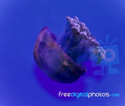 Picture With A Beautiful Deadly Jellyfish Swimming Stock Photo