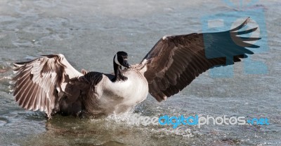 Picture With A Canada Goose Landing On Icy Water Stock Photo