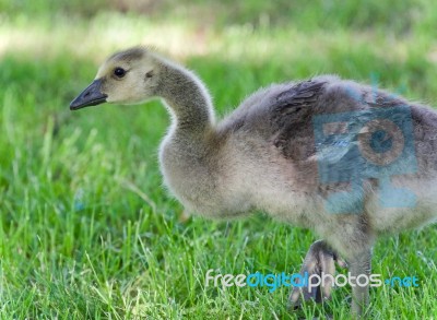 Picture With A Cute Chick Of Canada Geese Stock Photo