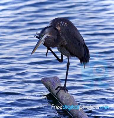 Picture With A Great Blue Heron Cleaning Feathers Stock Photo