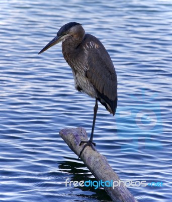 Picture With A Great Blue Heron Standing On A Log Stock Photo