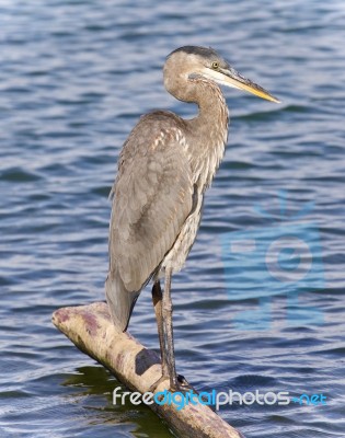 Picture With A Great Blue Heron Standing On A Log Stock Photo