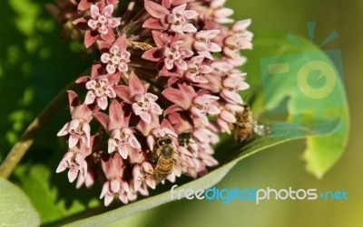 Picture With A Honeybee Sitting On Flowers Stock Photo