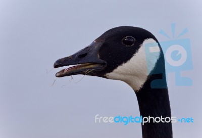 Picture With A Scared Canada Goose Screaming Stock Photo