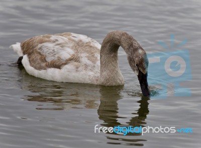 Picture With A Trumpeter Swan Drinking Water Stock Photo