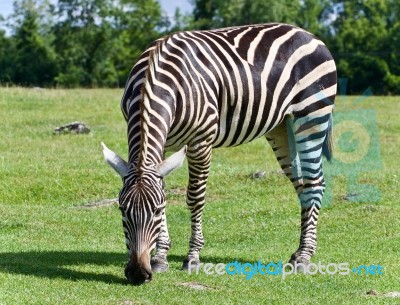 Picture With A Zebra Eating The Grass On A Field Stock Photo