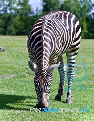 Picture With A Zebra Eating The Grass On A Field Stock Photo