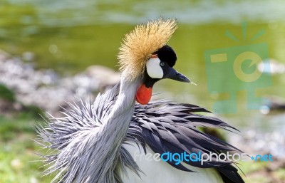 Picture With An East African Crowned Crane Stock Photo