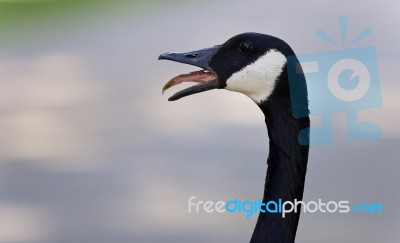 Picture With An Emotional Canada Goose Screaming Stock Photo