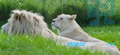 Picture With Two White Lions Laying Together Stock Photo